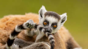 Ring-tailed lemur