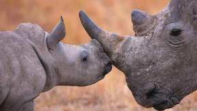 What s cuter than nuzzling rhinos?
