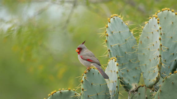 Vogelzählung in Texas, USA