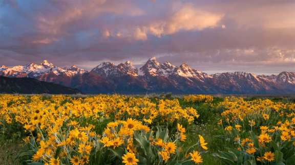 Entre fleurs et montagne