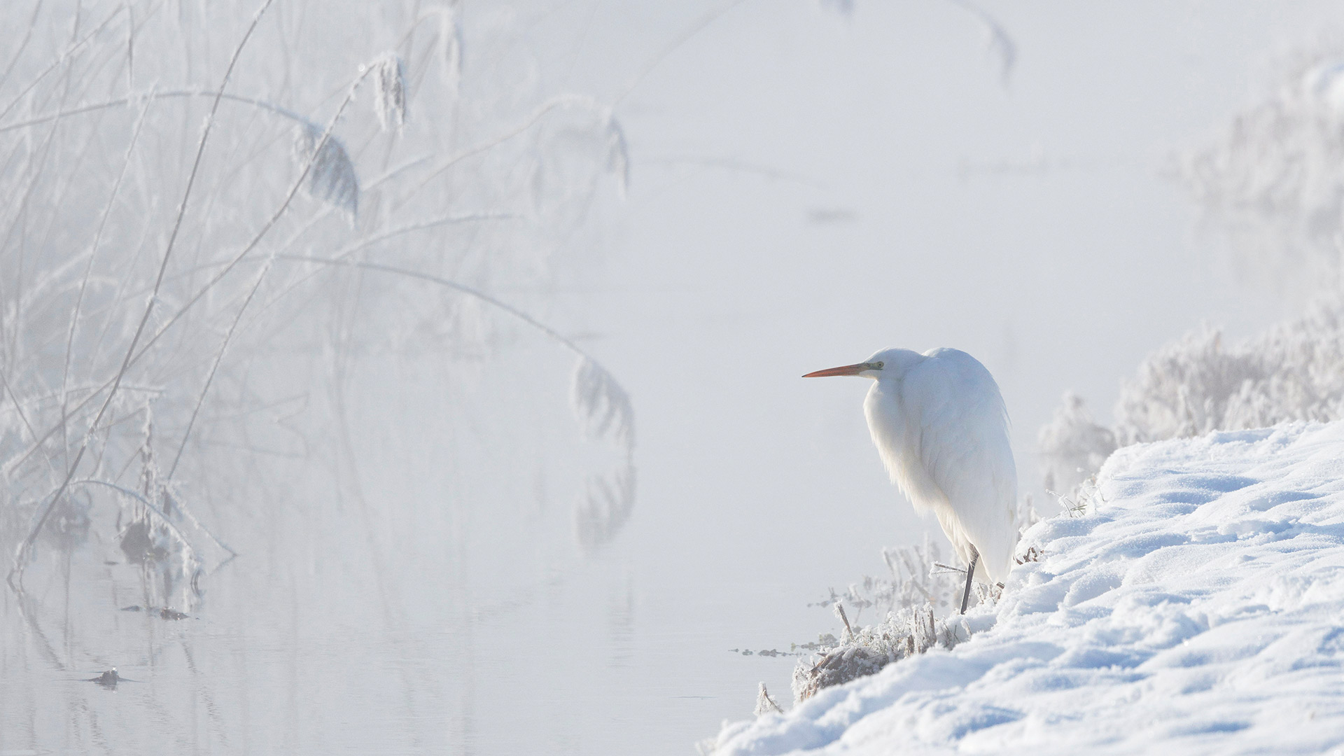 La grande aigrette, Haute-Bavi&egrave;re, Allemagne