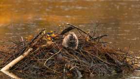 Happy International Beaver Day!