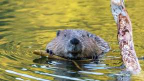 International Beaver Day
