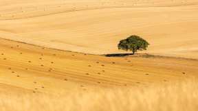 Beech tree in a cereal field, Hampshire, England