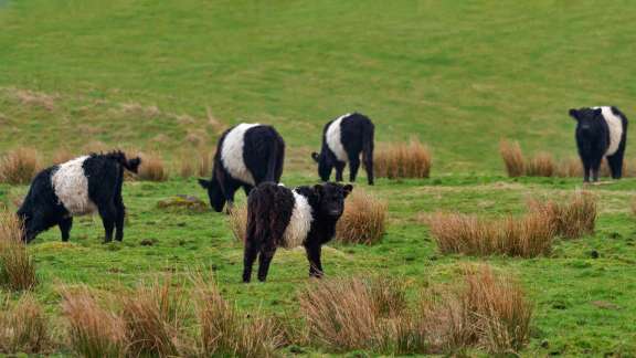 Black-and-white bovines
