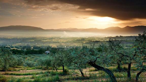 Ulivi nelle verdi colline umbre