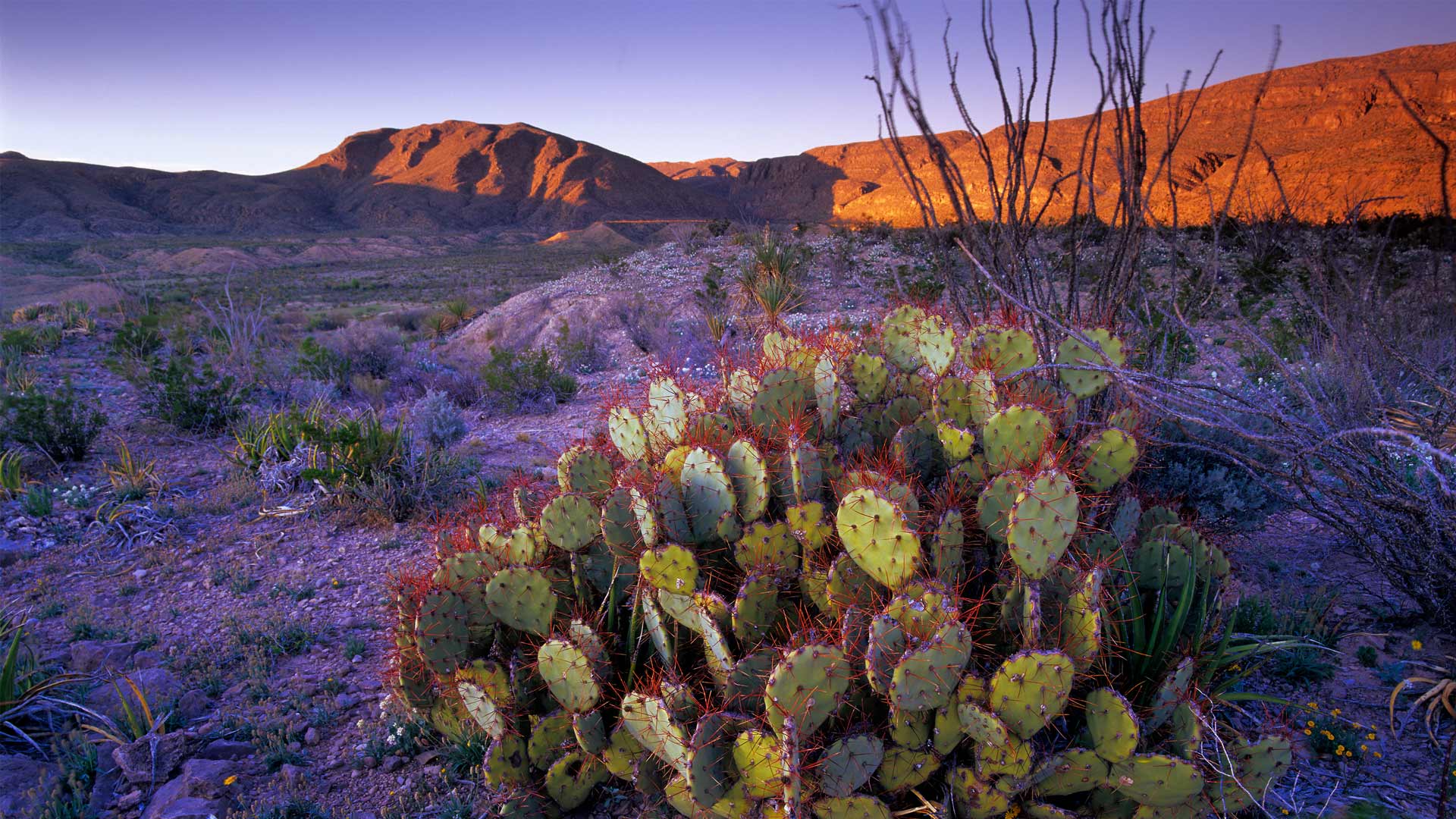 Big Bend National Parks birthday