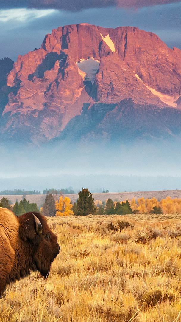 Ken Burns film shows how bison were nearly driven to extinction – and then  saved | KSUT Public Radio