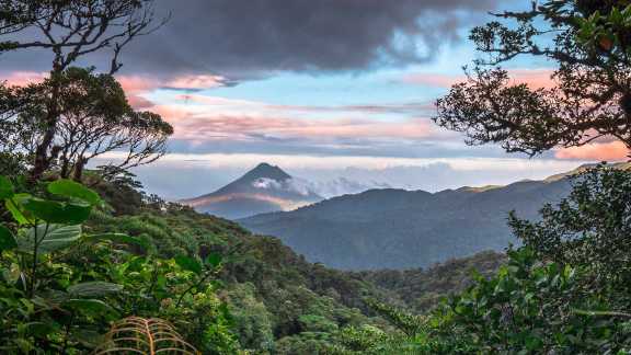 Où se trouve cette forêt tropicale ?