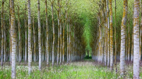 For&ecirc;t de bouleaux, Bourgogne