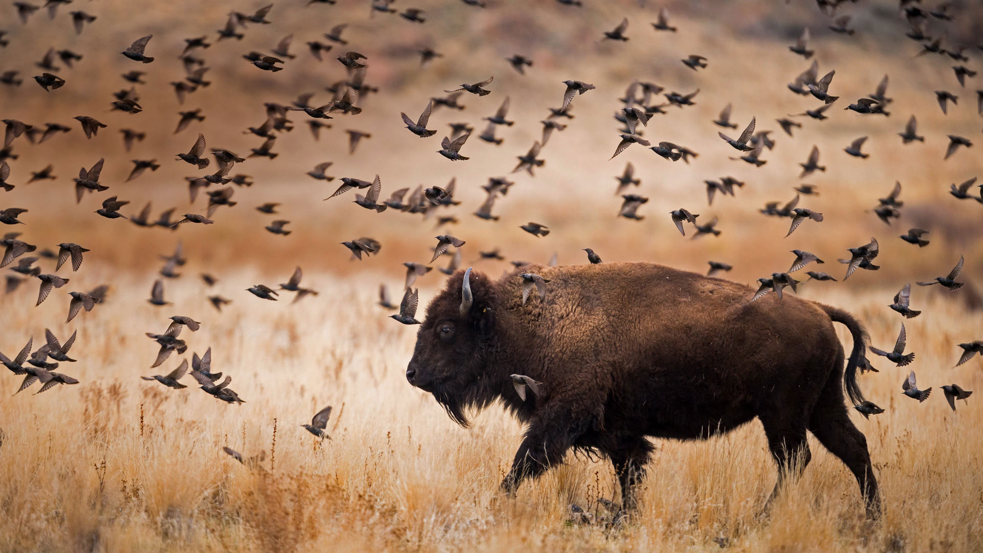 A bison preserve