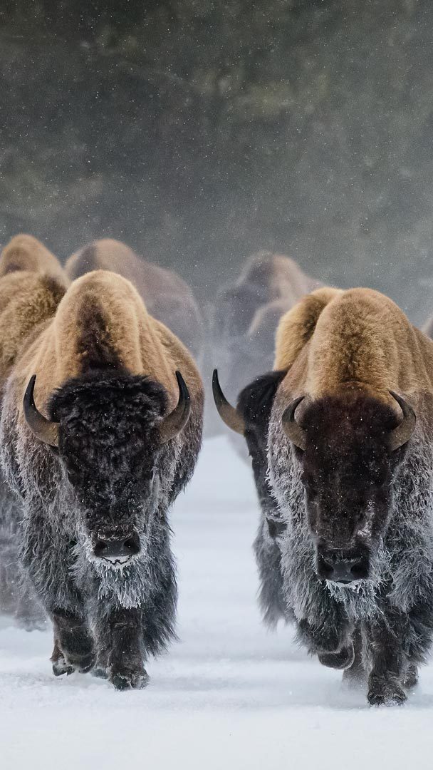 Bison Ultra HD Desktop Background Wallpaper for 4K UHD TV : Widescreen &  UltraWide Desktop & Laptop : Tablet : Smartphone