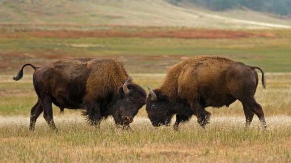 Sauvez les bisons !