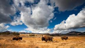 National Bison Day