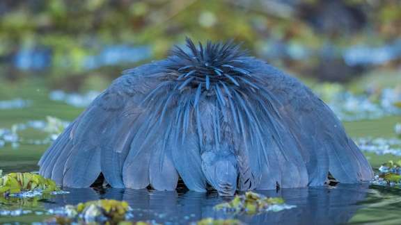 A black heron canopy hunting in Botswana