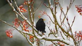 Why are blackbirds tied to winter?