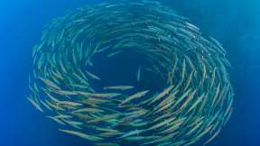 Barracudas at Shark Reef, Ras Mohammed National Park, Sinai Peninsula, Egypt