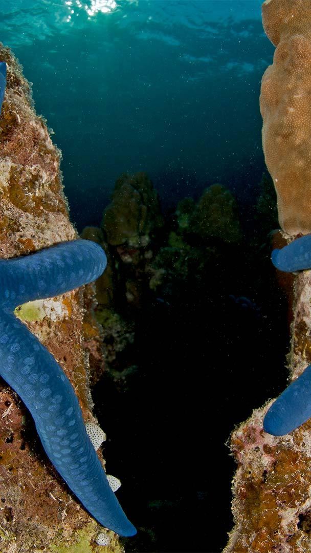 Blue linckia sea stars in Papua New Guinea