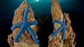Blue linckia sea stars in Papua New Guinea