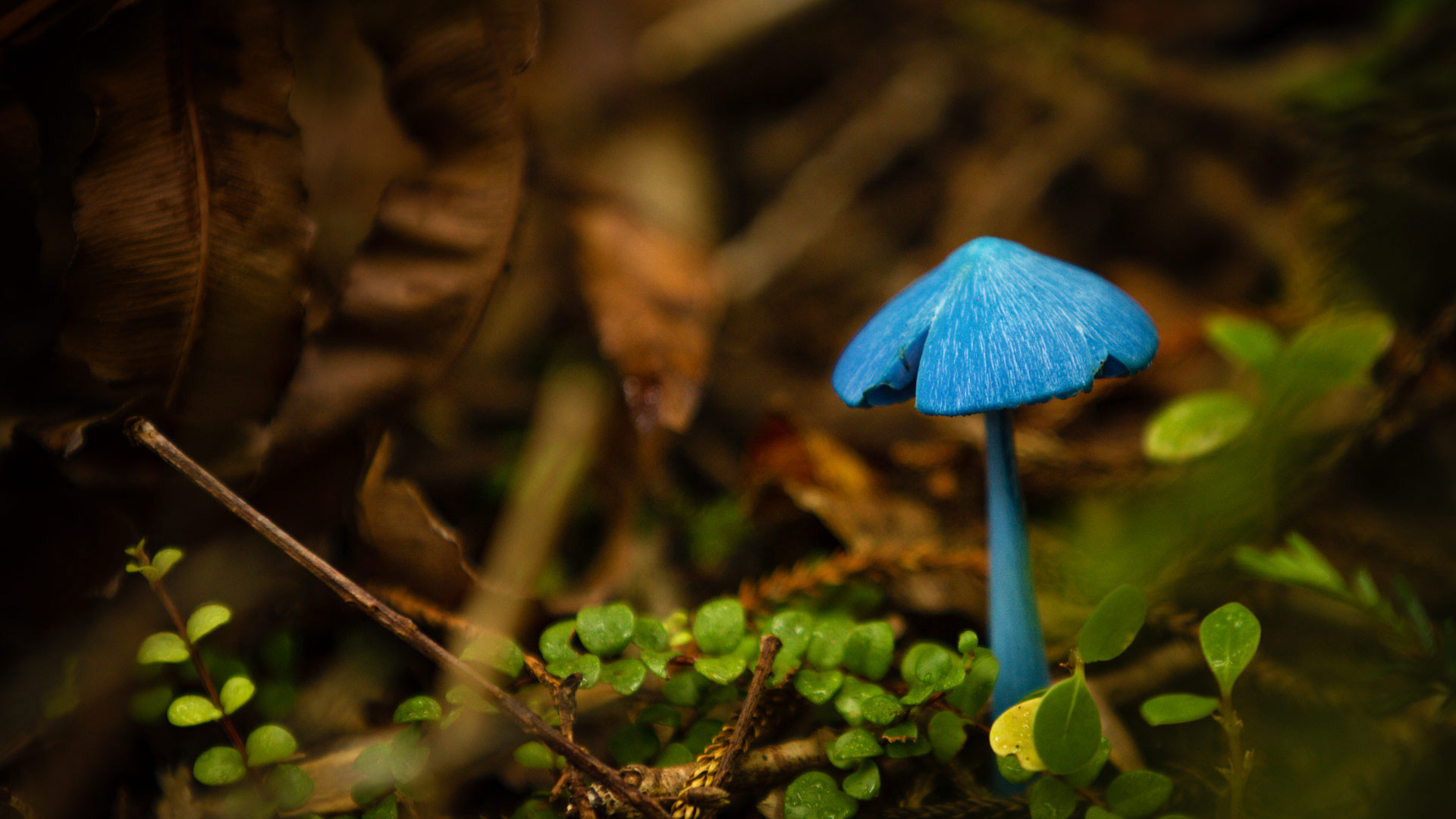 Entoloma hochstetteri mushroom at Lake Mahinapua, New Zealand