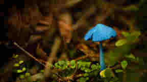 Entoloma hochstetteri mushroom at Lake Mahinapua, New Zealand