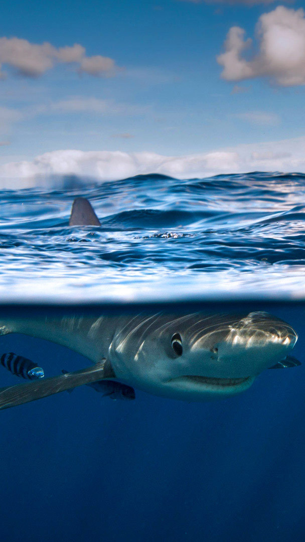 743 Shark Photos, Pictures And Background Images For Free Download - Pngtree