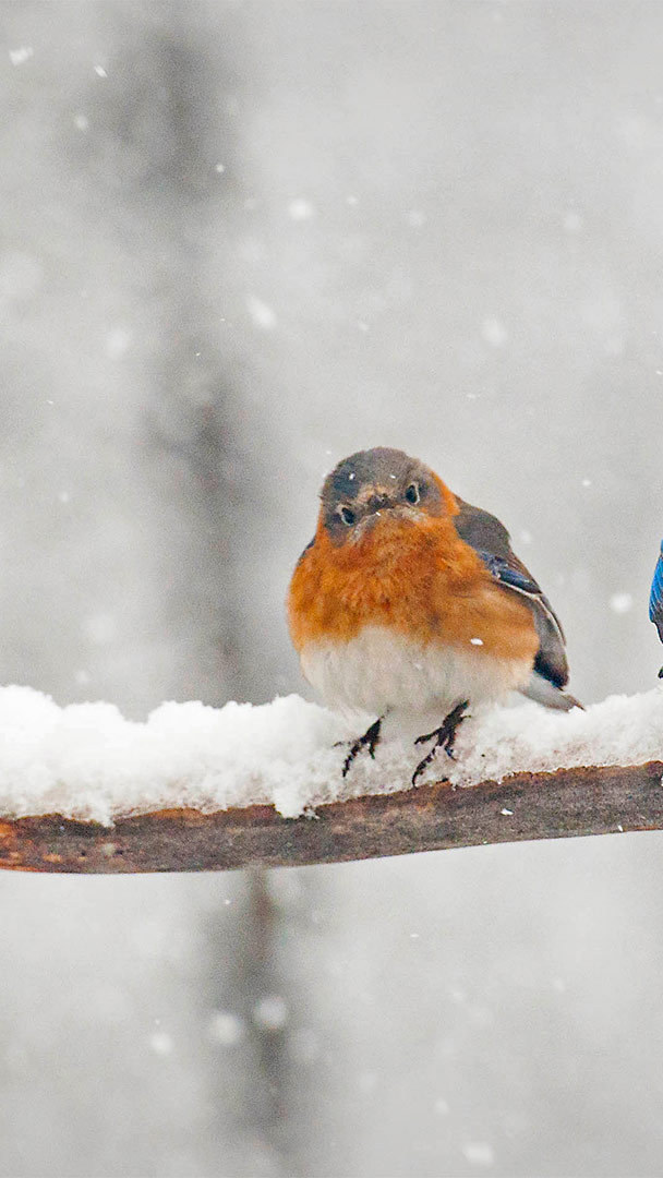 robin bird wallpaper