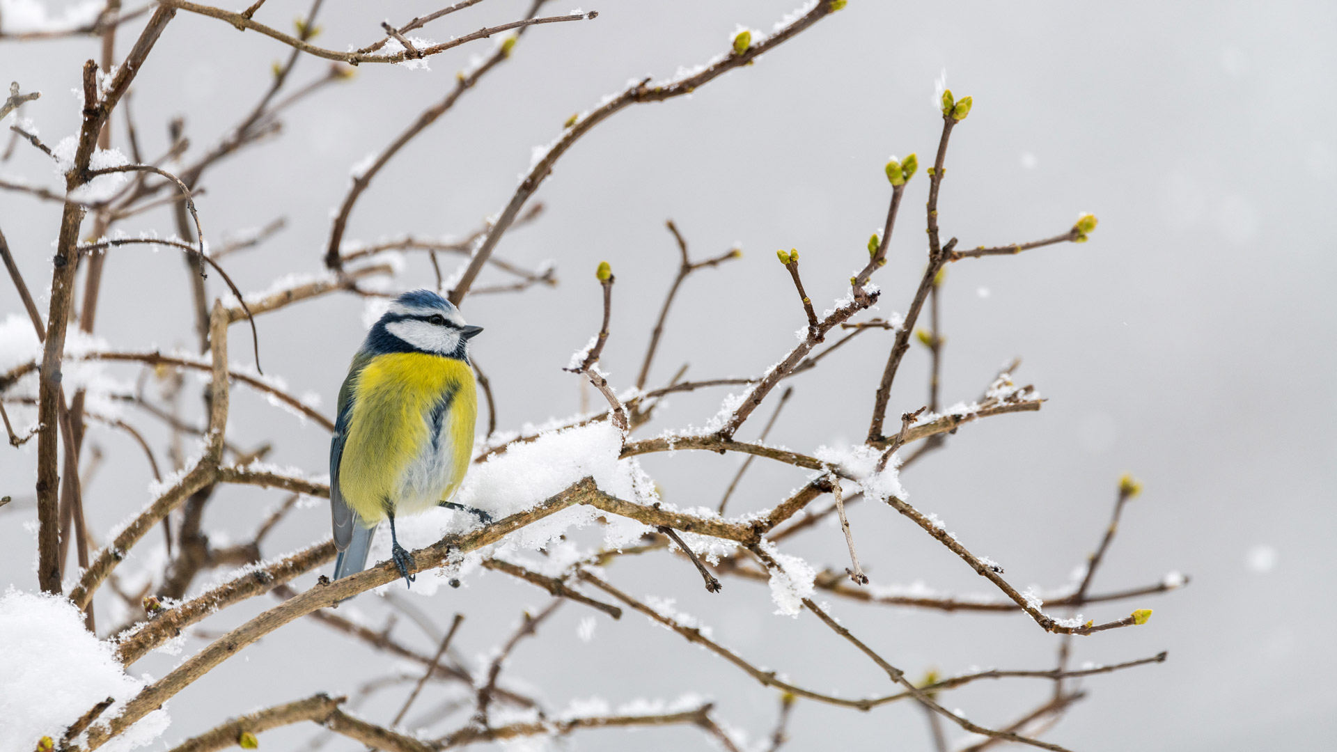 Une m&eacute;sange bleue en hiver