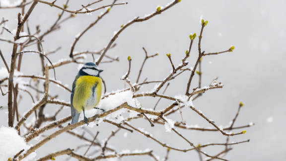 Une m&eacute;sange bleue en hiver