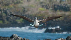 Blue-footed booby, Galápagos Islands