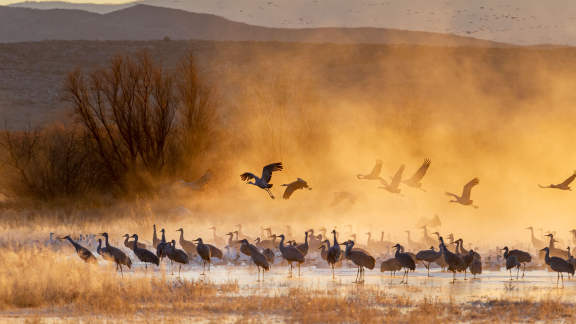Sandhill cranes, Bosque del Apache National Wildlife Refuge, United States