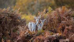 Fallow deer, Bradgate Park, Leicestershire, England