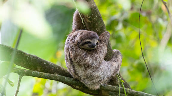 International Sloth Day
