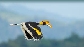 Great hornbill, Thailand