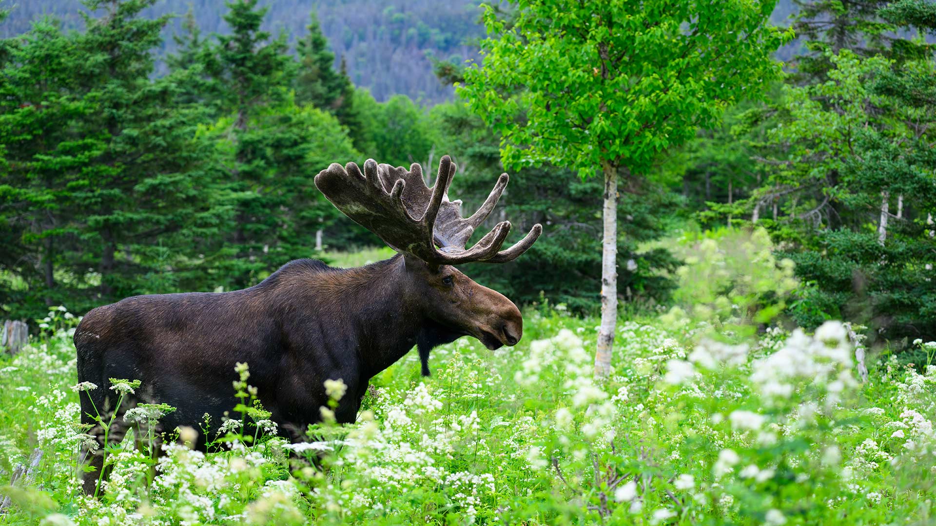 A bull moose foraging through the green undergrowth, Quebec