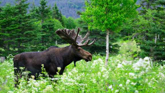 A bull moose foraging through the green undergrowth, Quebec
