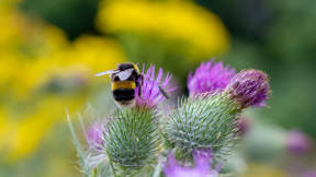 World Bee Day