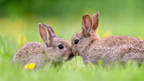 Happy Easter!