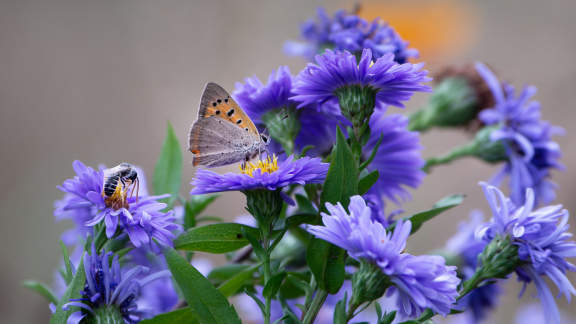 À la découverte des insectes de nos jardins