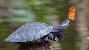 World Turtle Day