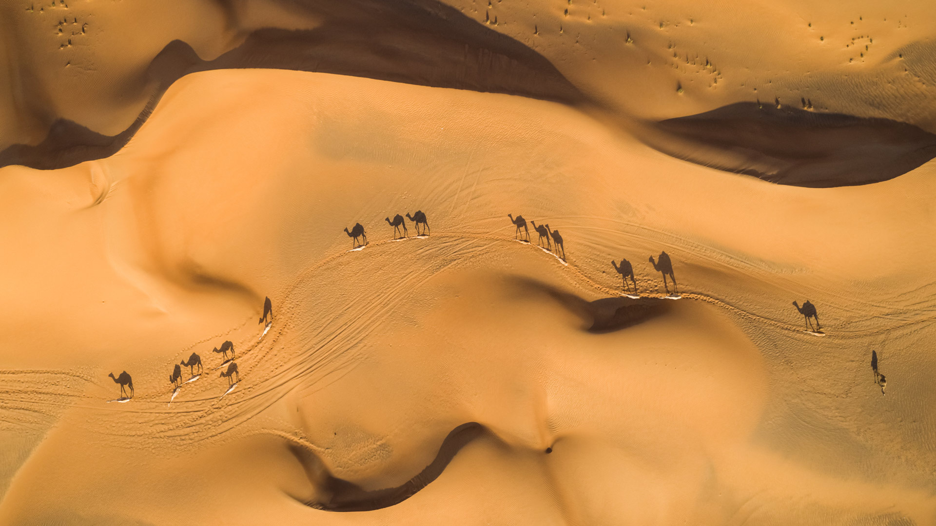 Camels in the desert, United Arab Emirates