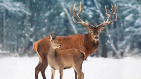 Red deer, Canada