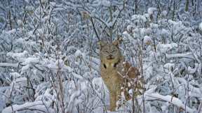Wildcat in a winter wonderland