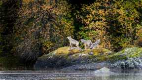 Vancouver Coastal Sea wolves, Great Bear Rainforest, Canada