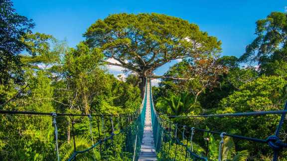 Ondeggia sul ponte nella foresta