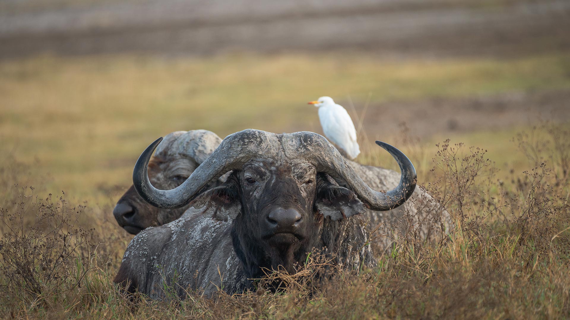 African buffalo, Ngorongoro Crater, Tanzania