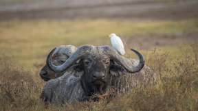 African buffalo, Ngorongoro Crater, Tanzania