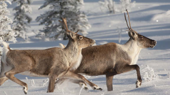 Reindeer running in snow