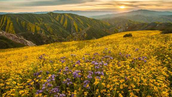 Superbloom in Carrizo Plain National Monument, California