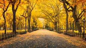 Autumn in Central Park, New York